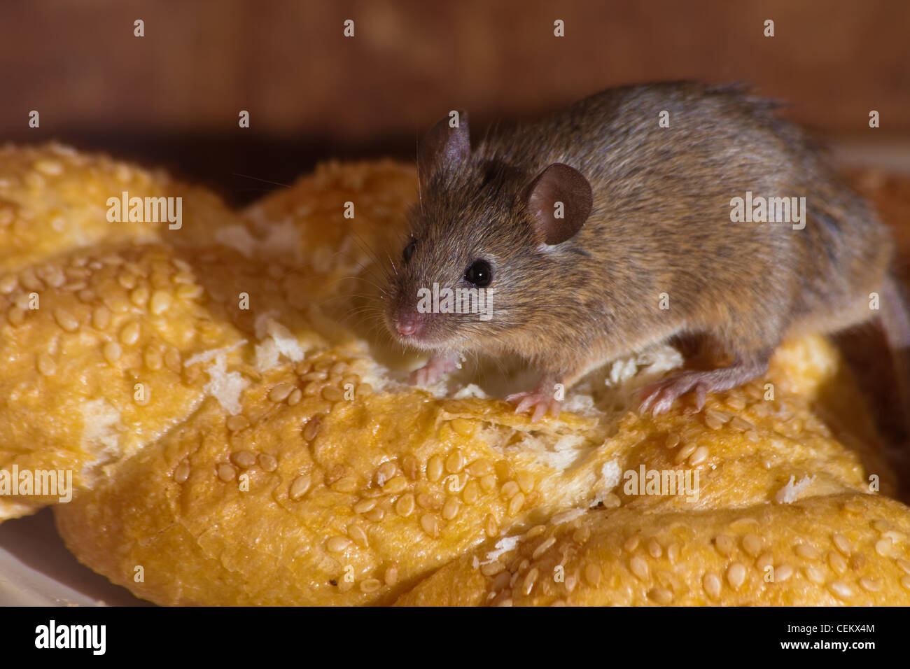Mouse in bread -Fotos und -Bildmaterial in hoher Auflösung – Alamy