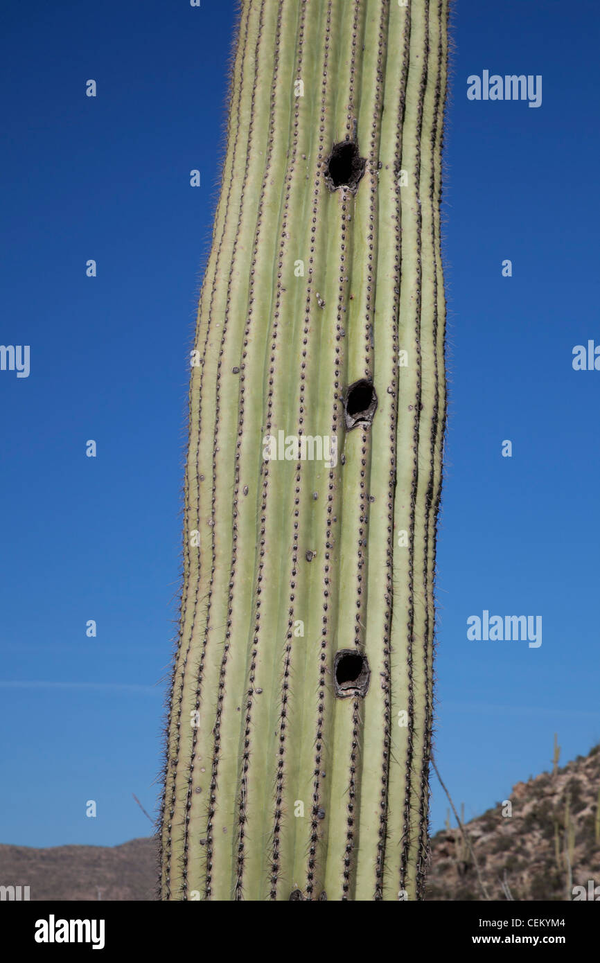 Tucson, Arizona - Vogelnester in eine Saguaro-Kaktus im Saguaro National Park. Stockfoto