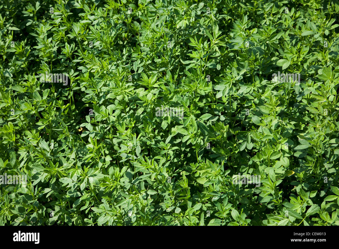 Detailansicht der Reife gesunde gentechnisch veränderter Roundup Ready Luzerne, bereit für Schneid- / Western Tennessee, USA. Stockfoto