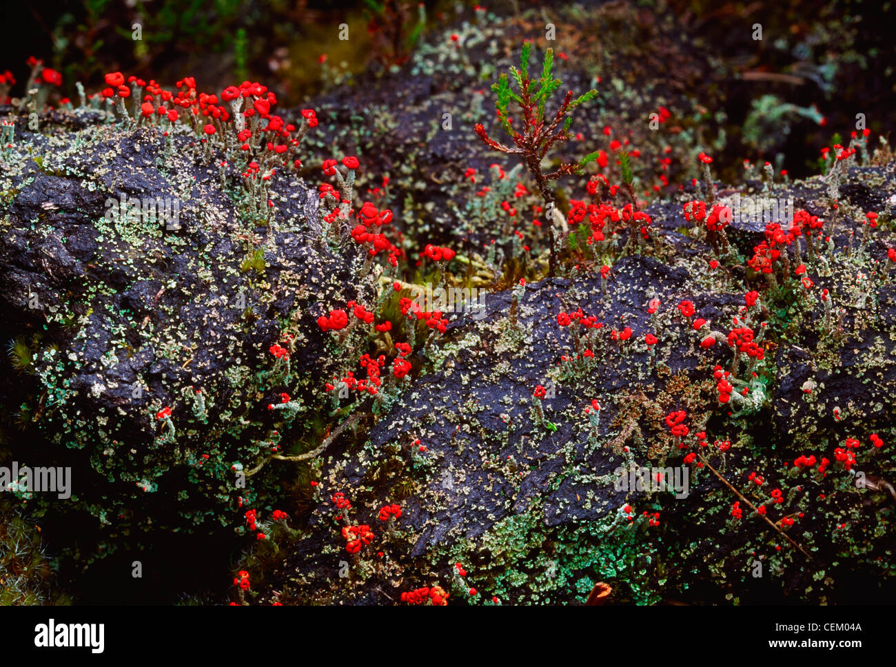 Moor-Anlage, die Murrins, Co Tyrone, Irland Stockfoto