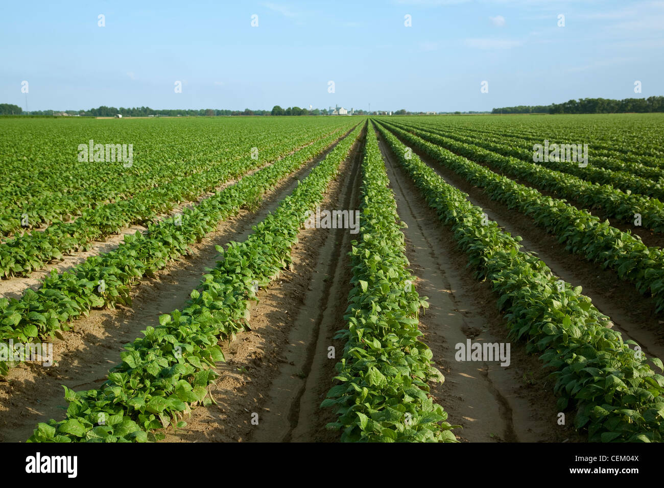 Landwirtschaft - Grossfeld frische grüne Bohnen, kurz vor der Ernte Bühne / in der Nähe von England, Arkansas, USA. Stockfoto