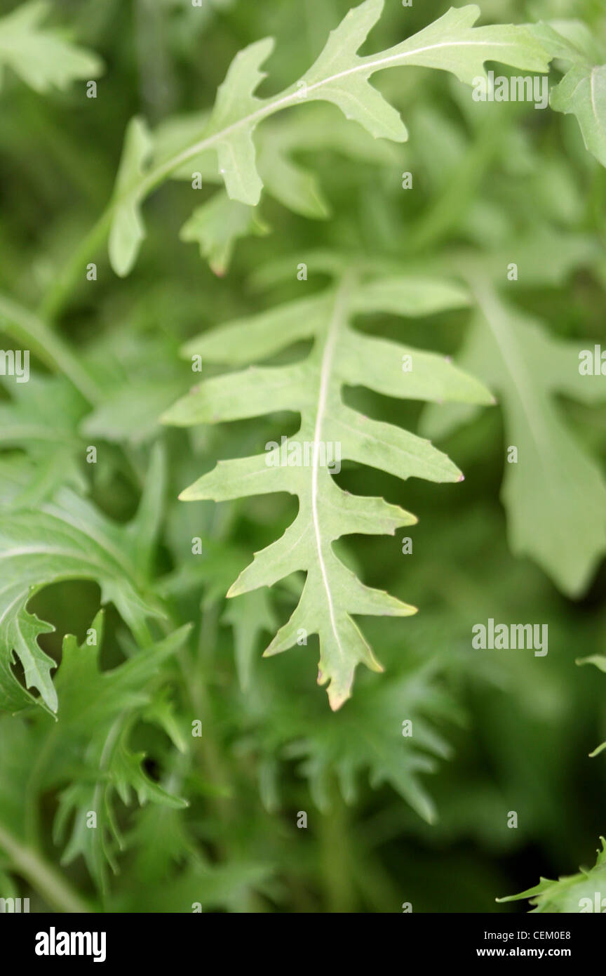 Eine Nahaufnahme von Sky Rocket Kraut auf der Chelsea Flower Show Stockfoto