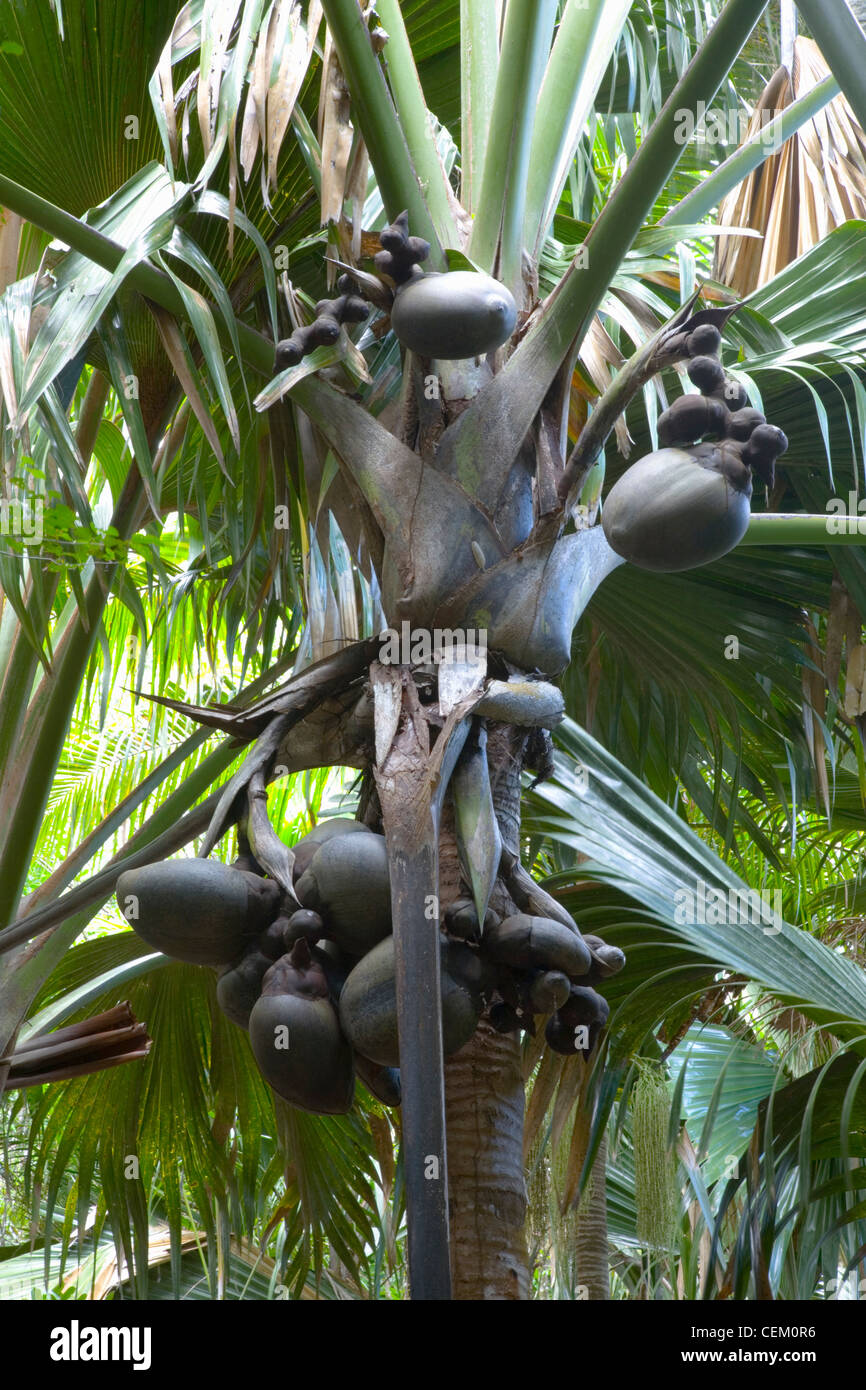 Vallée de Mai, Praslin, Seychellen. Riesige Früchte der endemischen Coco de Mer Palme (Lodoicea Maldivica). Stockfoto
