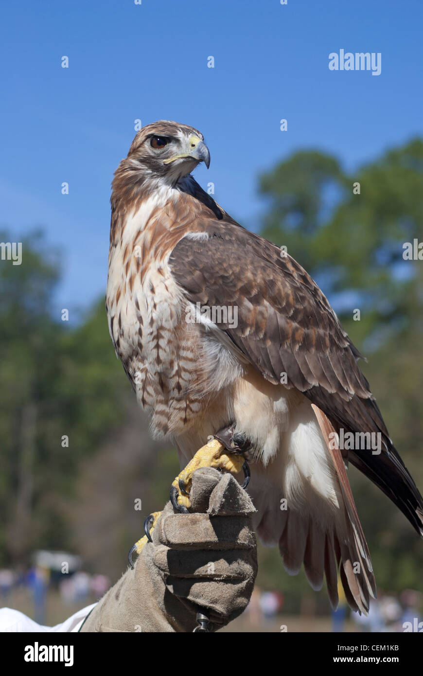 Der jährliche Hoggetowne mittelalterlichen Jahrmarkt in Gainesville Florida Falknerei zeigen Stockfoto