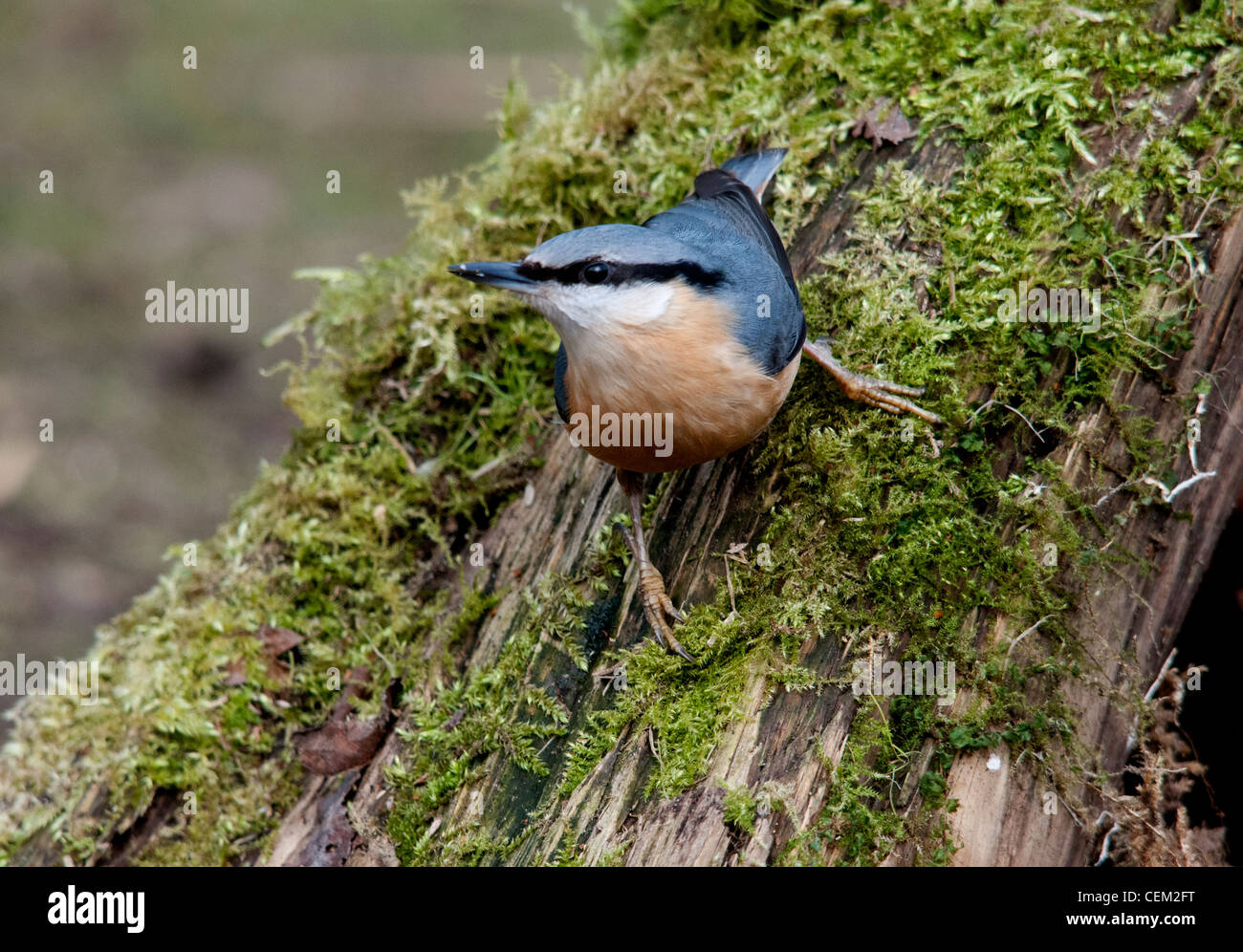 Kleiber auf Moos bedeckten Baumstamm Stockfoto