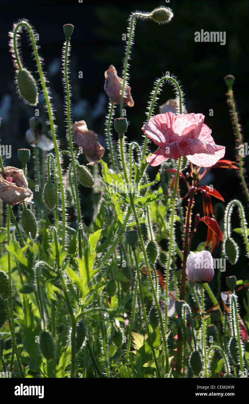Sommergarten mit Fee Flügel Mohn in voller Blüte, Wardhurst, East Sussex Stockfoto