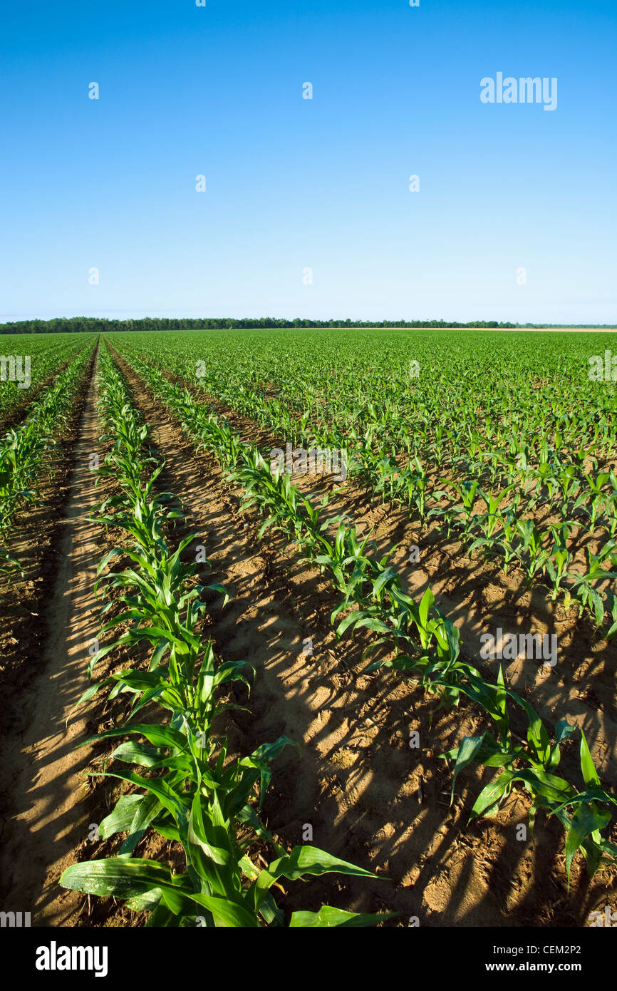 Landwirtschaft - Grossfeld Mitte Wachstum Getreide Mais Pflanzen Zeitpunkt ca. 12-14 Blatt Pre Quaste Arkansas, USA. Stockfoto