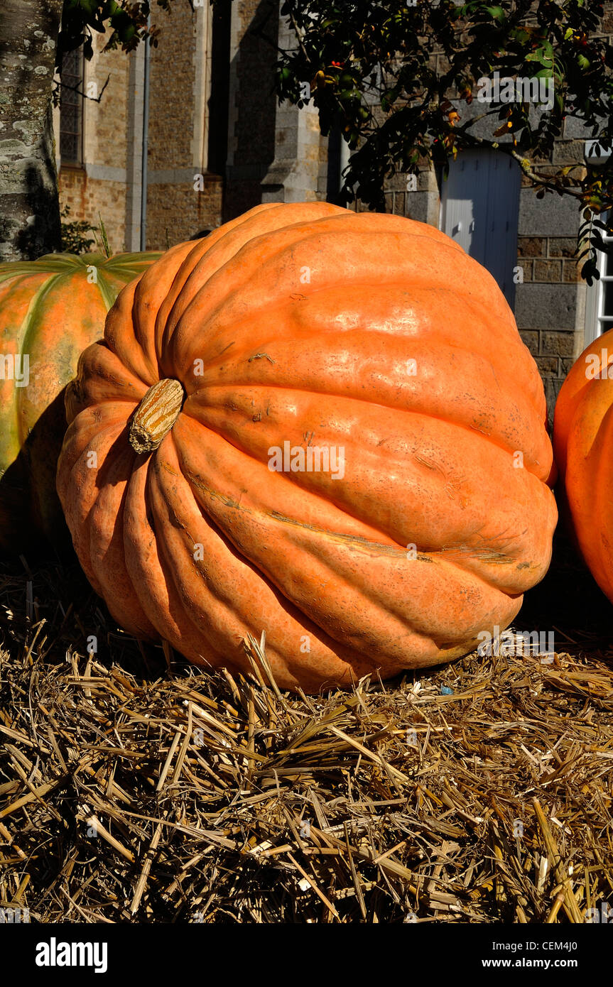 Ein riesiger Kürbis (Cucurbita Maxima). Stockfoto