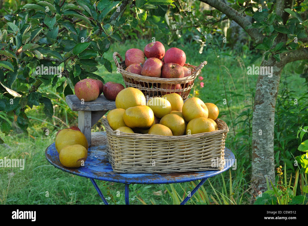 Ernte der Äpfel: Melrose und Reinete Grise du Canada (Suzanne's Garden, Le Pas, Mayenne, Pays de la Loire, Frankreich). Stockfoto