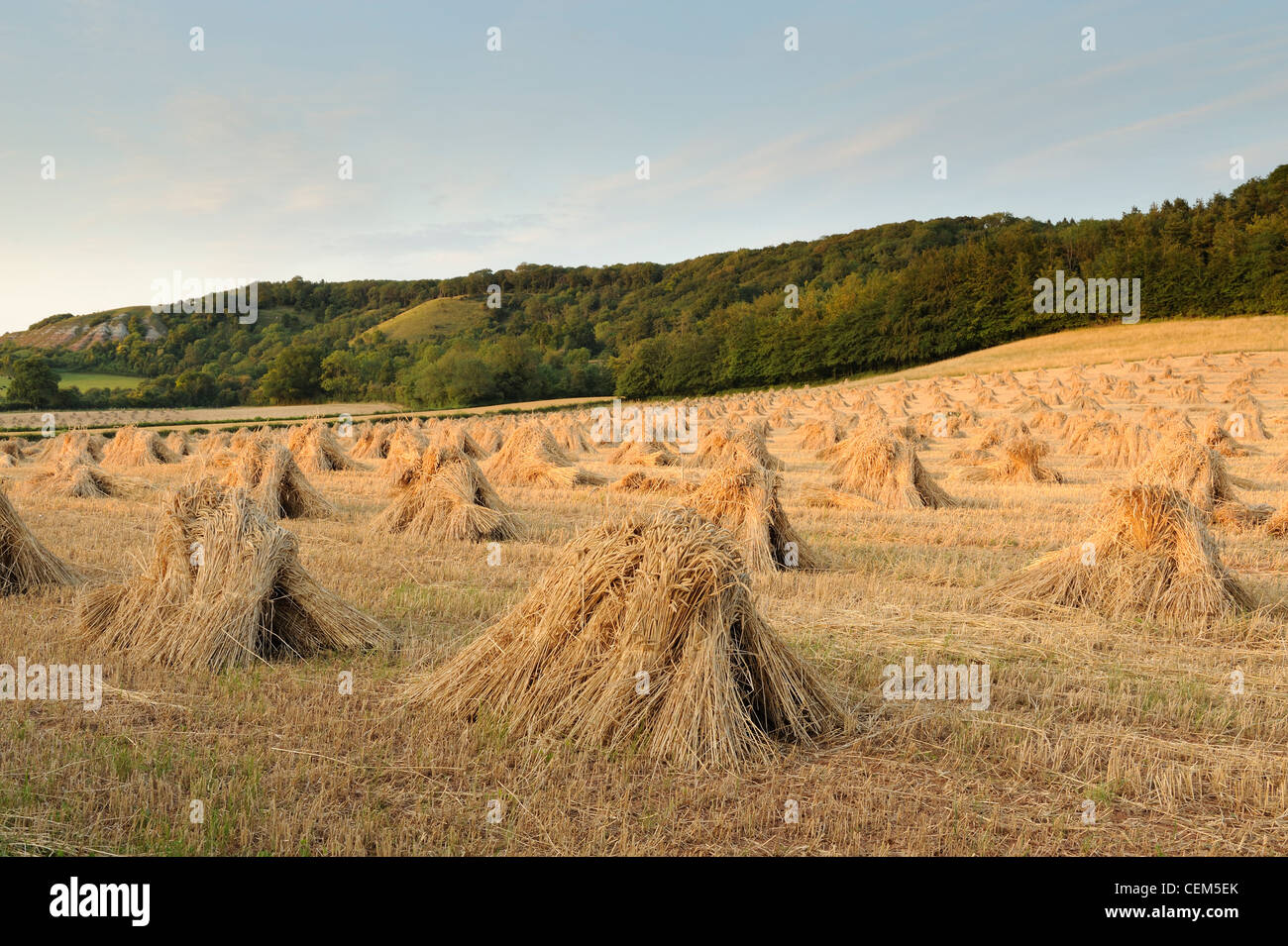 Traditionelle Stapel von Weizen, bekannt als Stiche in einem Feld in Somerset, Großbritannien. Stockfoto