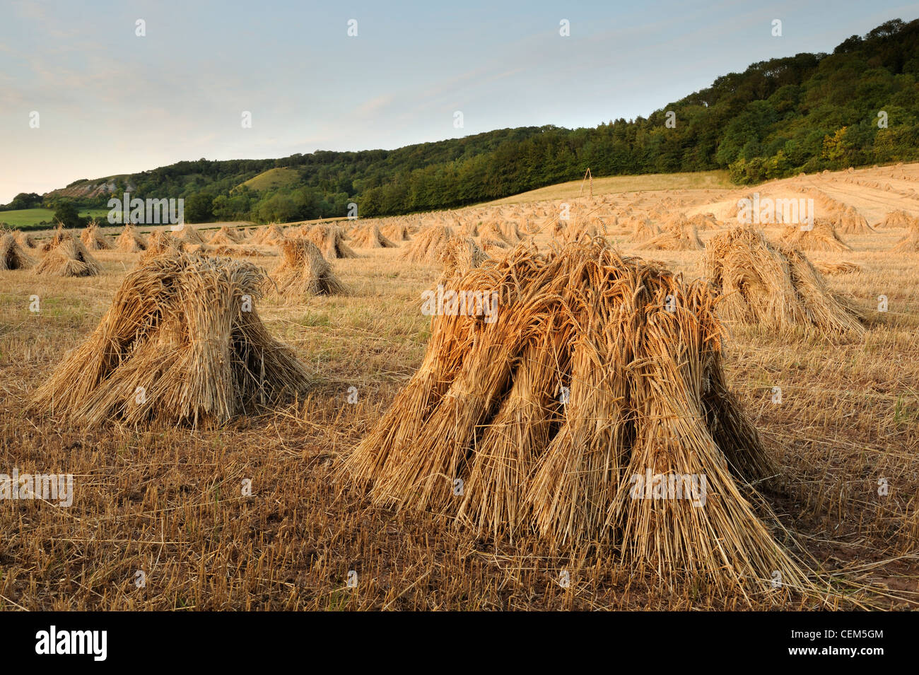 Ein Feld von Weizen Trocknung in Maschen. Somerset, UK. Stockfoto