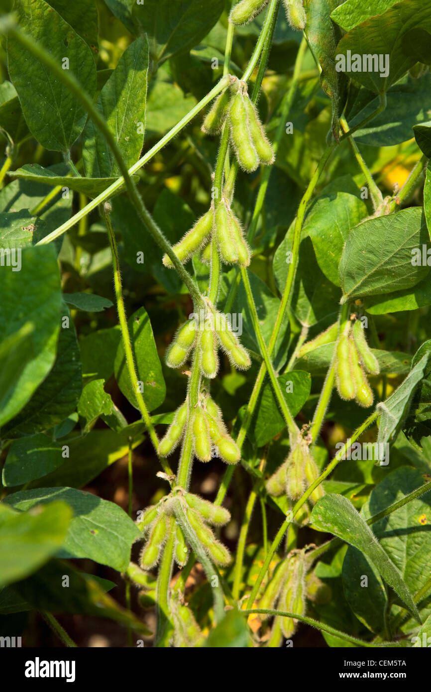 Landwirtschaft - Nahaufnahme von Mitte Wachstum grüne Sojabohnen Schoten an der Pflanze zeigt gute Ausbeute potenzielle / nordöstlichen Arkansas, USA. Stockfoto