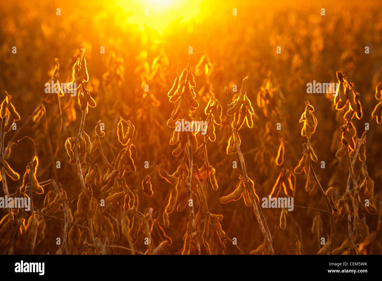 Landwirtschaft - Schoten reifen Ernte Bühne Sojabohnen an der Pflanze, Hintergrundbeleuchtung mit dem Sonnenuntergang / in der Nähe von Little Rock, Arkansas, USA. Stockfoto