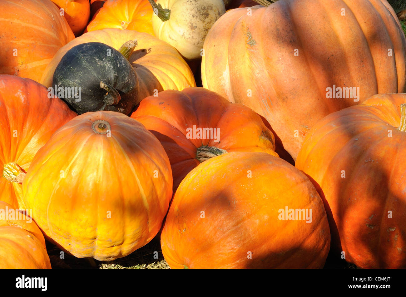 Verschiedene Sorten von Kürbissen (Cucurbita Maxima). Stockfoto