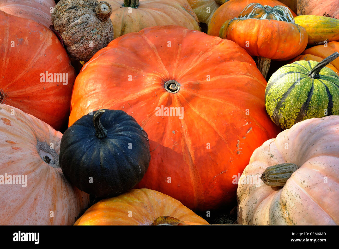 Verschiedene Sorten von Kürbissen (Cucurbita Maxima). Stockfoto