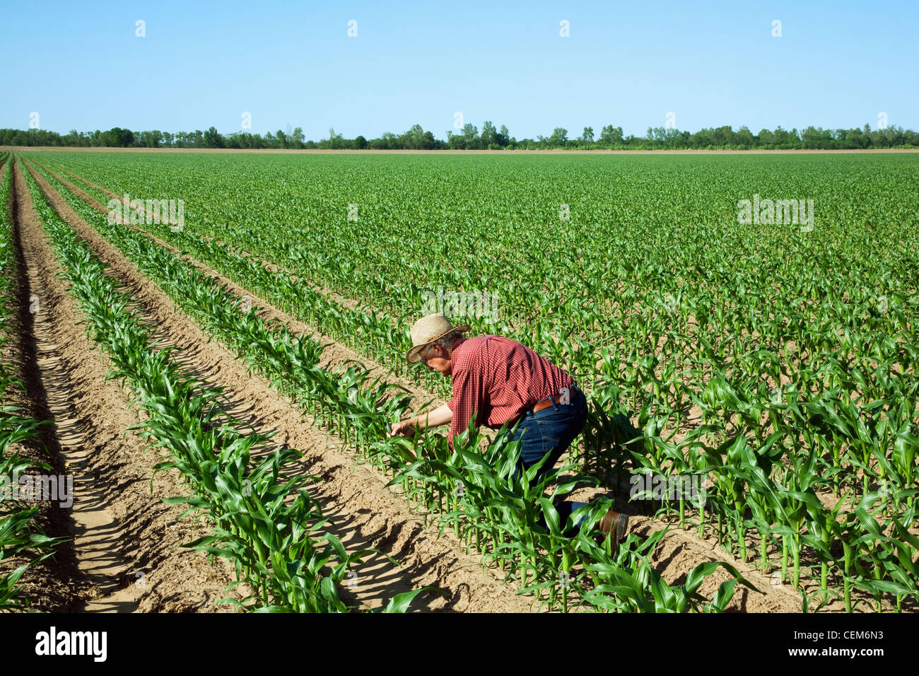 Landwirtschaft - ein Bauer (Züchter) untersucht seine Ernte der frühen Wachstum Getreide Maispflanzen an die zehn Blatt-Stadium / England, Arkansas. Stockfoto