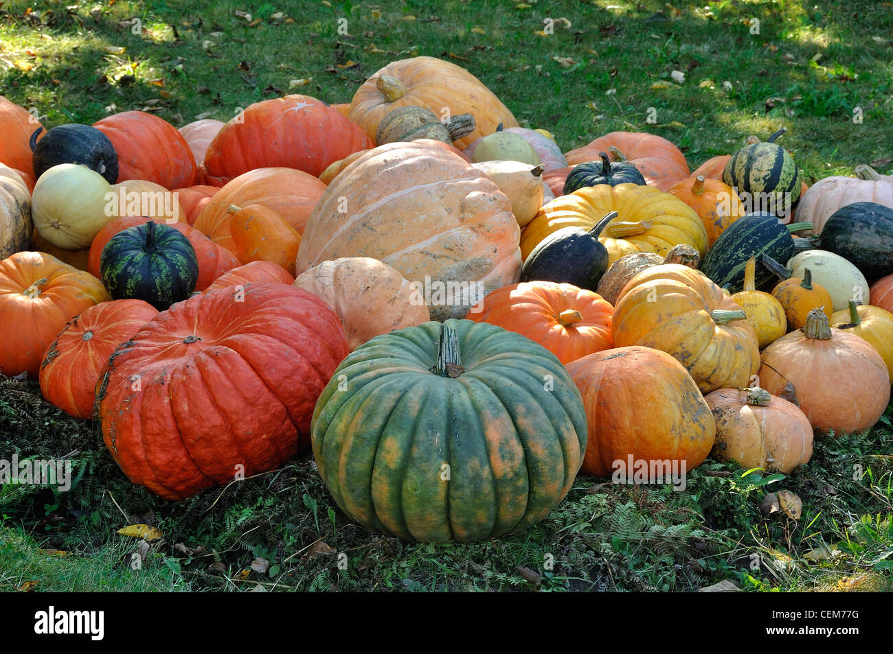 Ausstellung von verschiedenen Sorten von Kürbissen (Cucurbita Maxima). Stockfoto