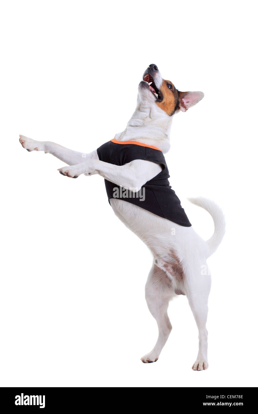 Jack Russel Terrier Rassehund isoliert auf weißem Hintergrund Stockfoto