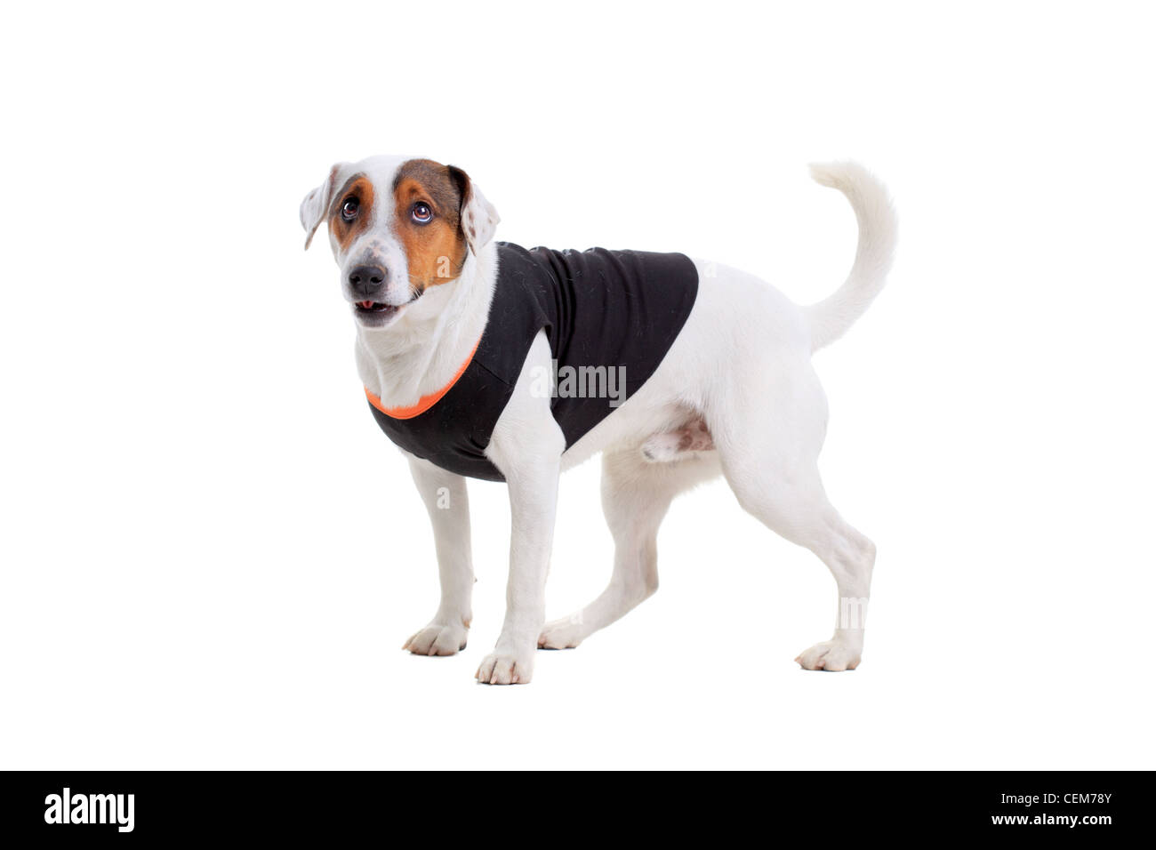 Jack Russel Terrier Rassehund isoliert auf weißem Hintergrund Stockfoto