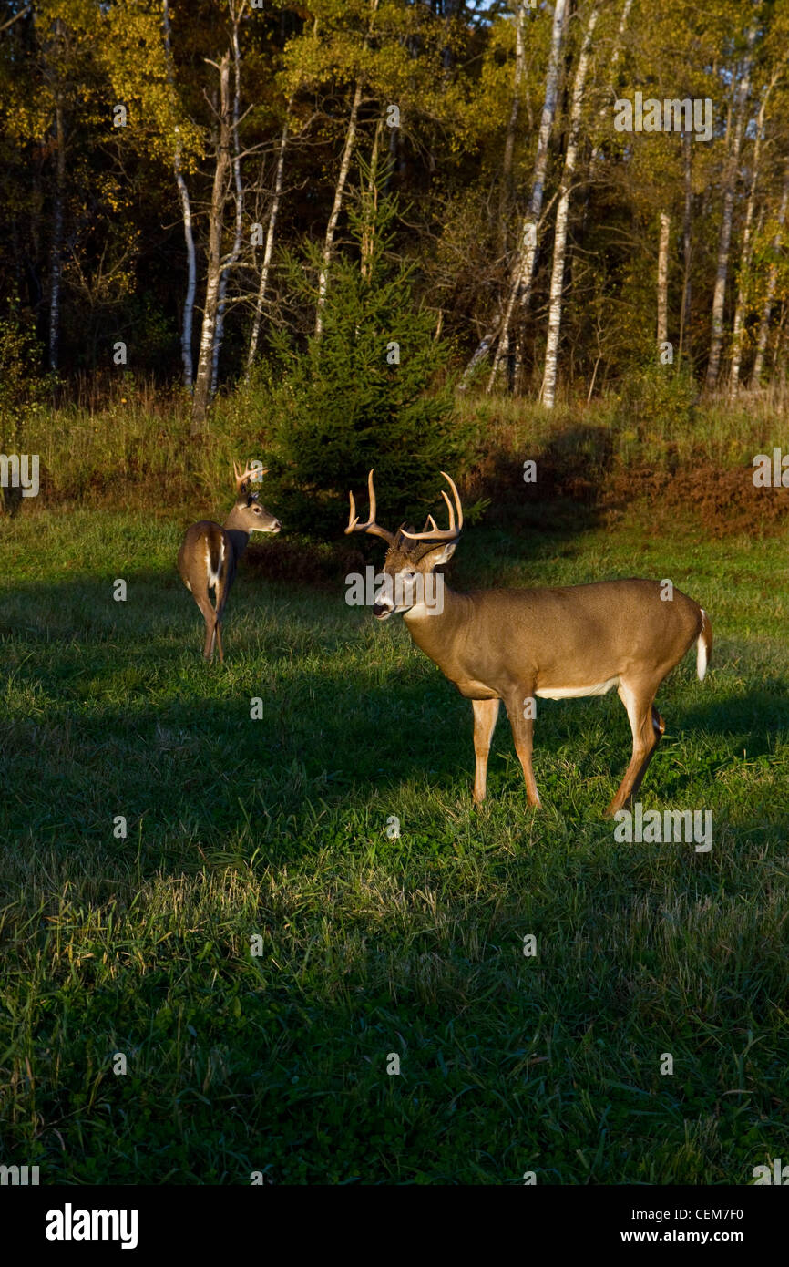 White-tailed Dollar im Herbst Stockfoto