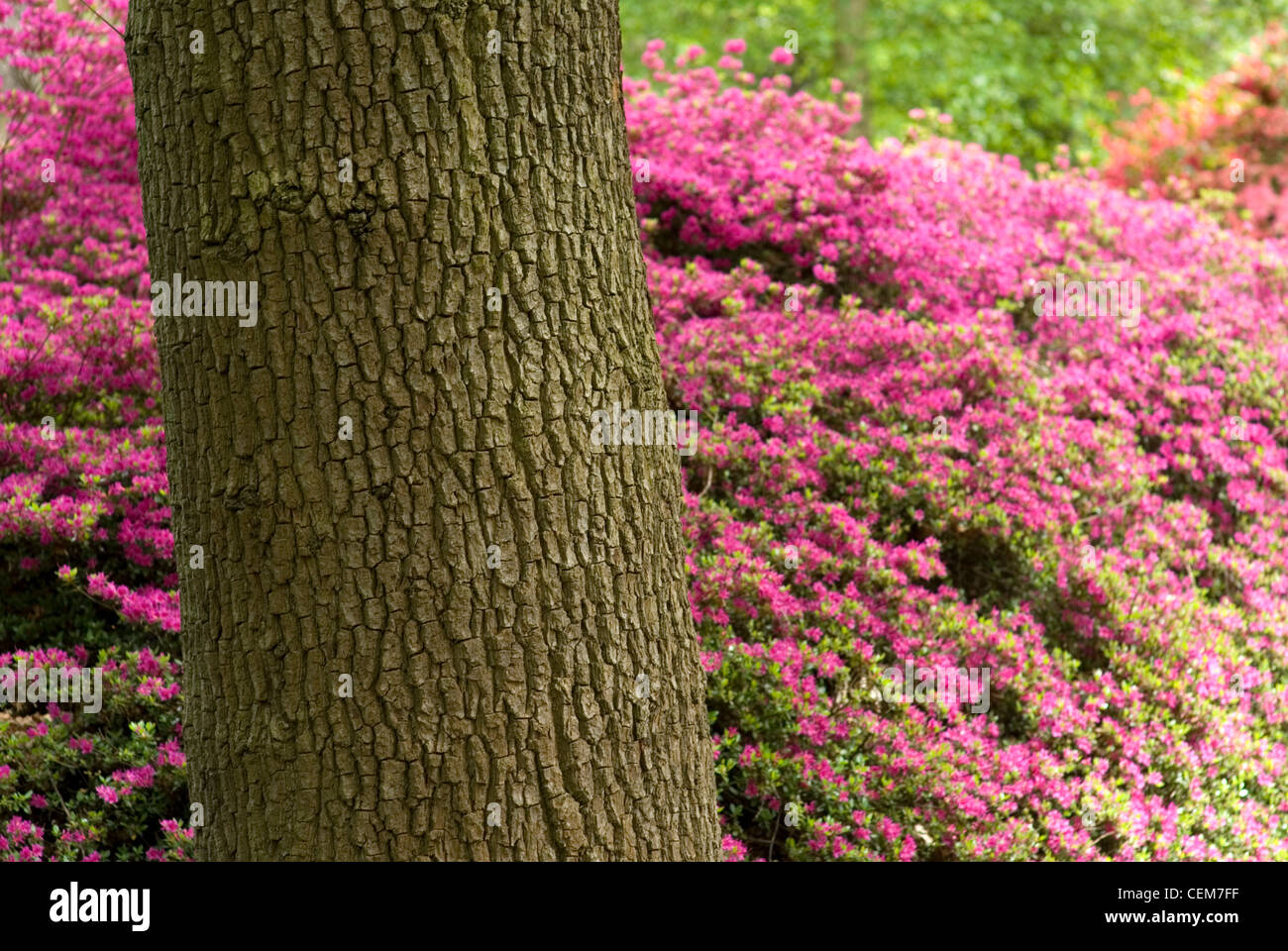 Frühling in die Isabella Plantation, Richmond Park UK Stockfoto