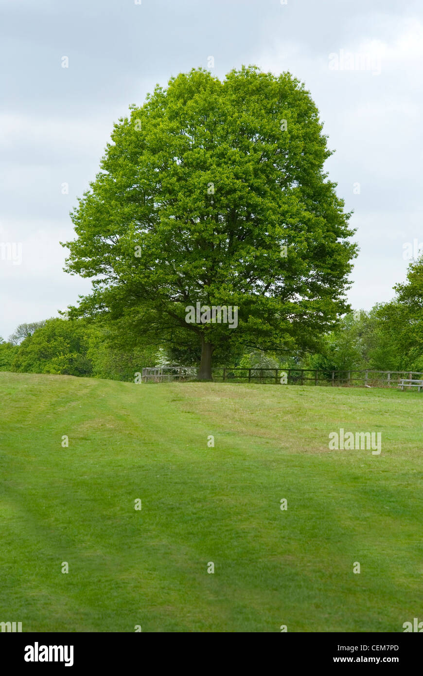 Frühling in die Isabella Plantation, Richmond Park UK Stockfoto