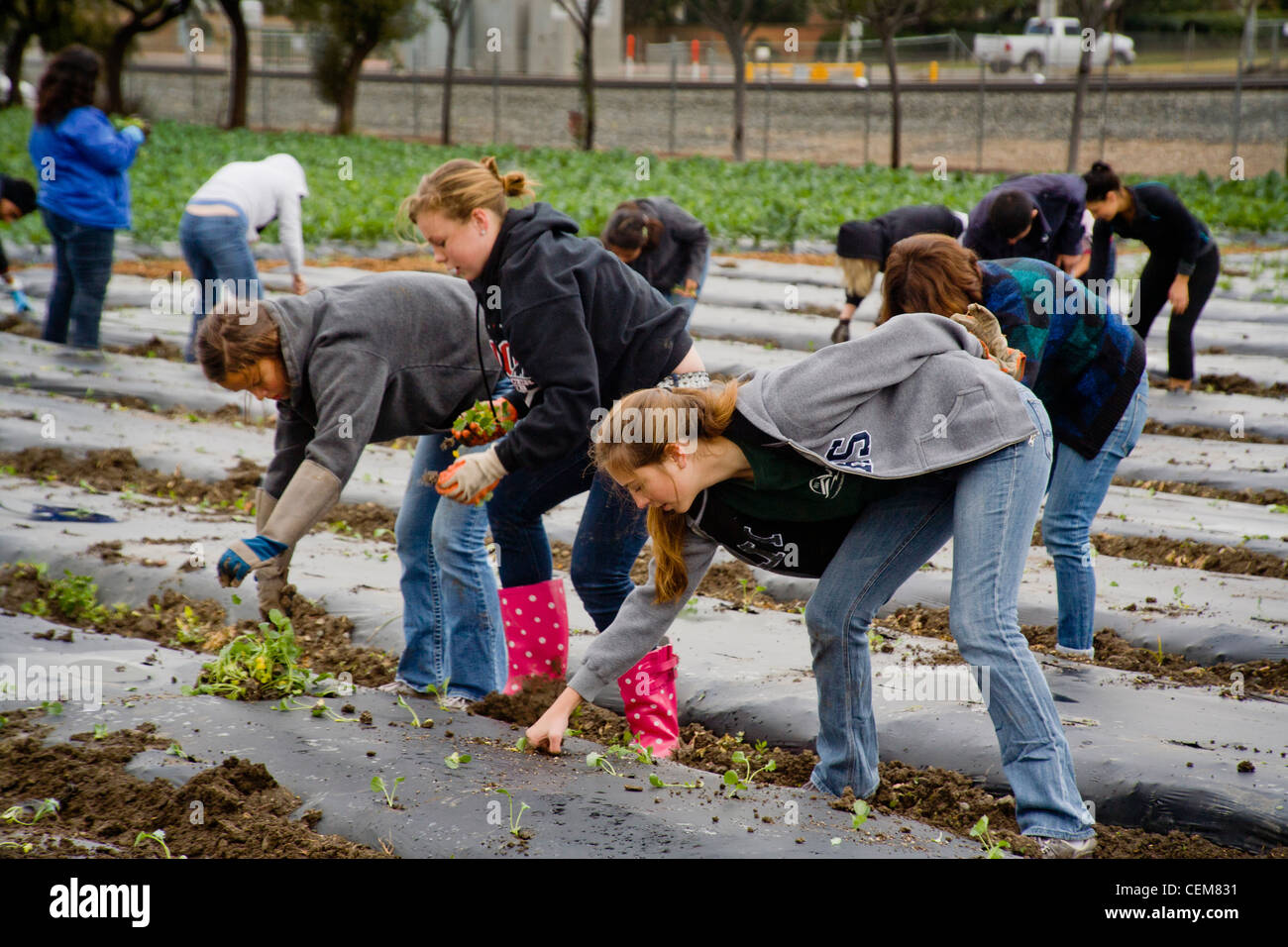 Gemeinnützige freiwillige Pflanzen Spinat in einem schlammigen Feld in Irvine, CA, angebaut werden, um die Obdachlosen zu ernähren. Stockfoto