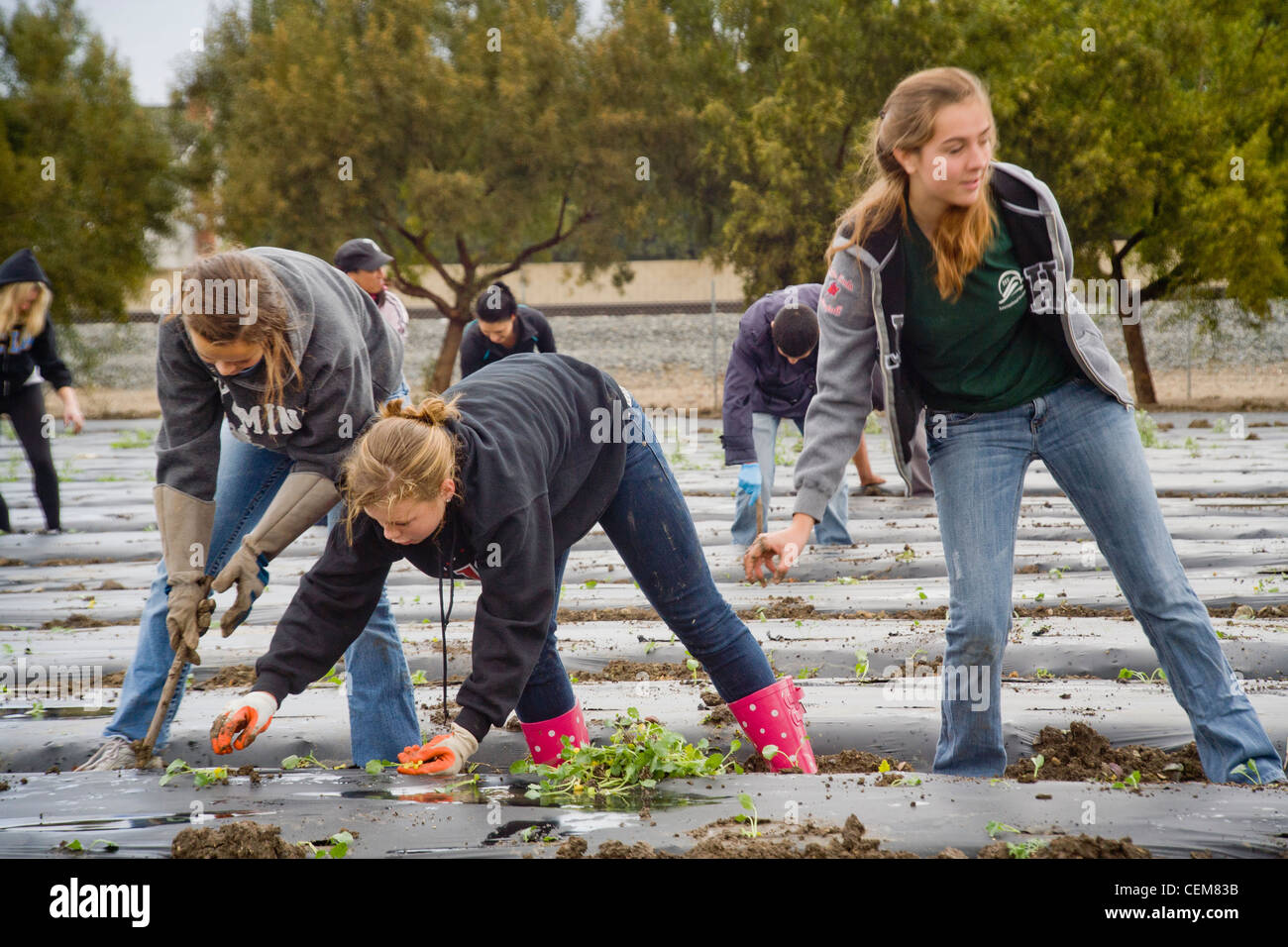 Gemeinnützige freiwillige Pflanzen Spinat in einem schlammigen Feld in Irvine, CA, angebaut werden, um die Obdachlosen zu ernähren. Stockfoto