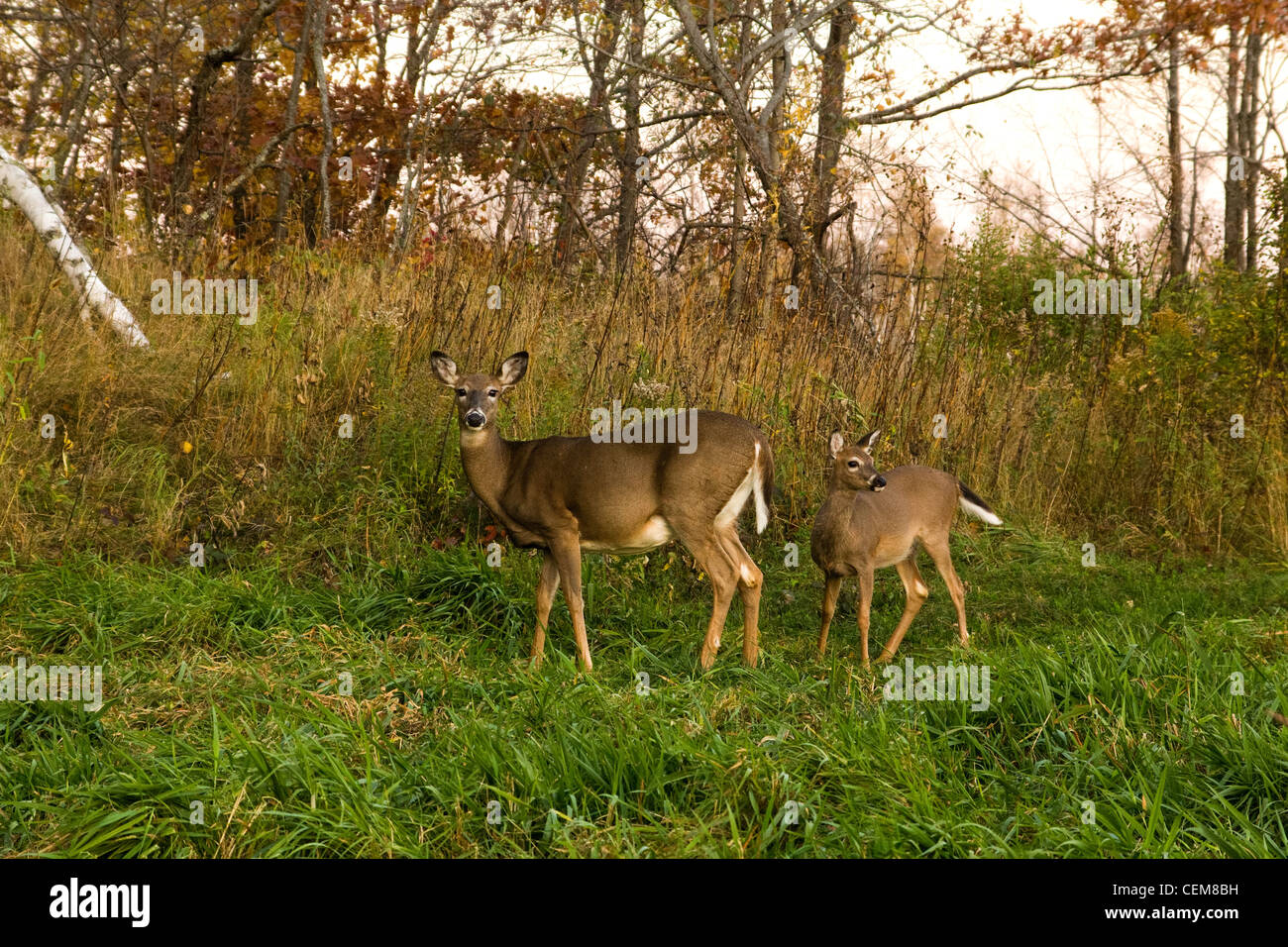 White-tailed Damhirschkuh mit Kitz Stockfoto