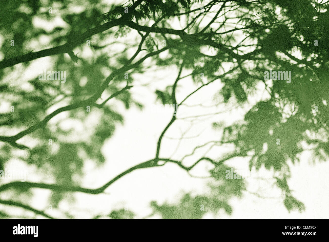 Grün getönten Baum Schatten auf eine texturierte Wand in Indien Stockfoto
