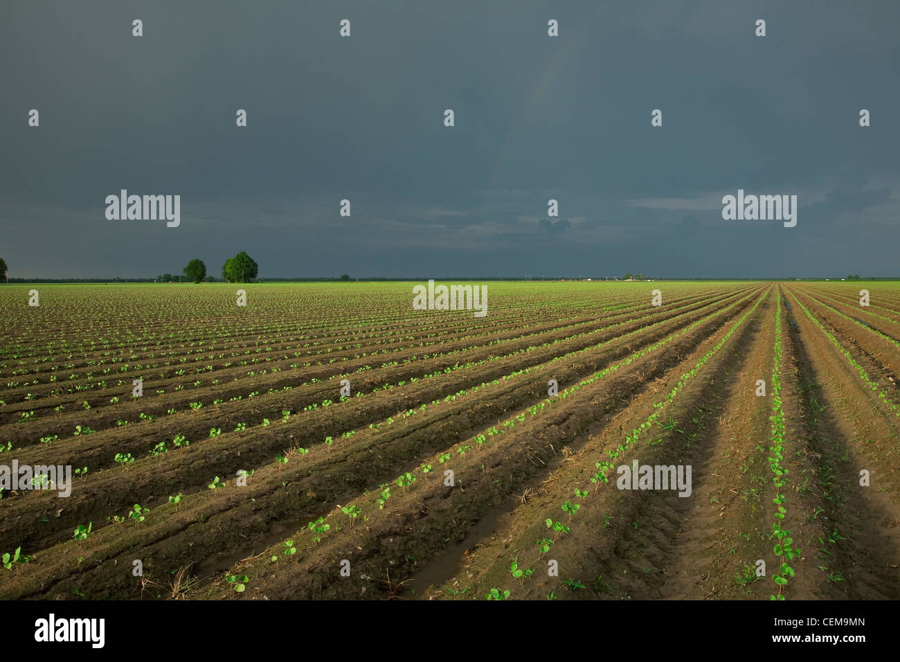 Bereich der Baumwolle Sämlinge im 3. wahre Blatt Stadium, gepflanzt auf Bett Boden in einem konventionellen Bodenbearbeitung System / Arkansas, USA. Stockfoto