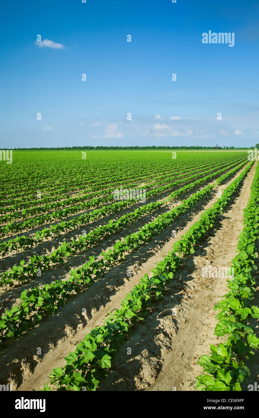 Bereich der frühen Wachstum Baumwollpflanzen auf 8-10-Blatt-Stadium, gepflanzt auf Bett Boden in einem konventionellen Bodenbearbeitung System / Arkansas Stockfoto