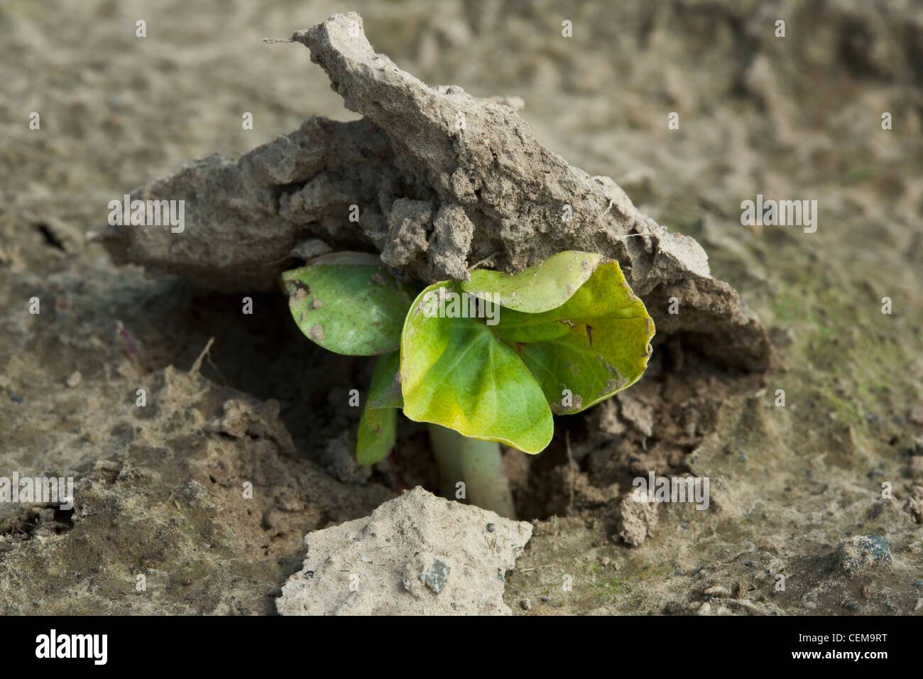 Nahaufnahme von Baumwolle Sämlinge schob ihren Weg durch die Kruste der Erde während der Entstehung, gepflanzt in einem konventionellen Bodenbearbeitung-Feld. Stockfoto