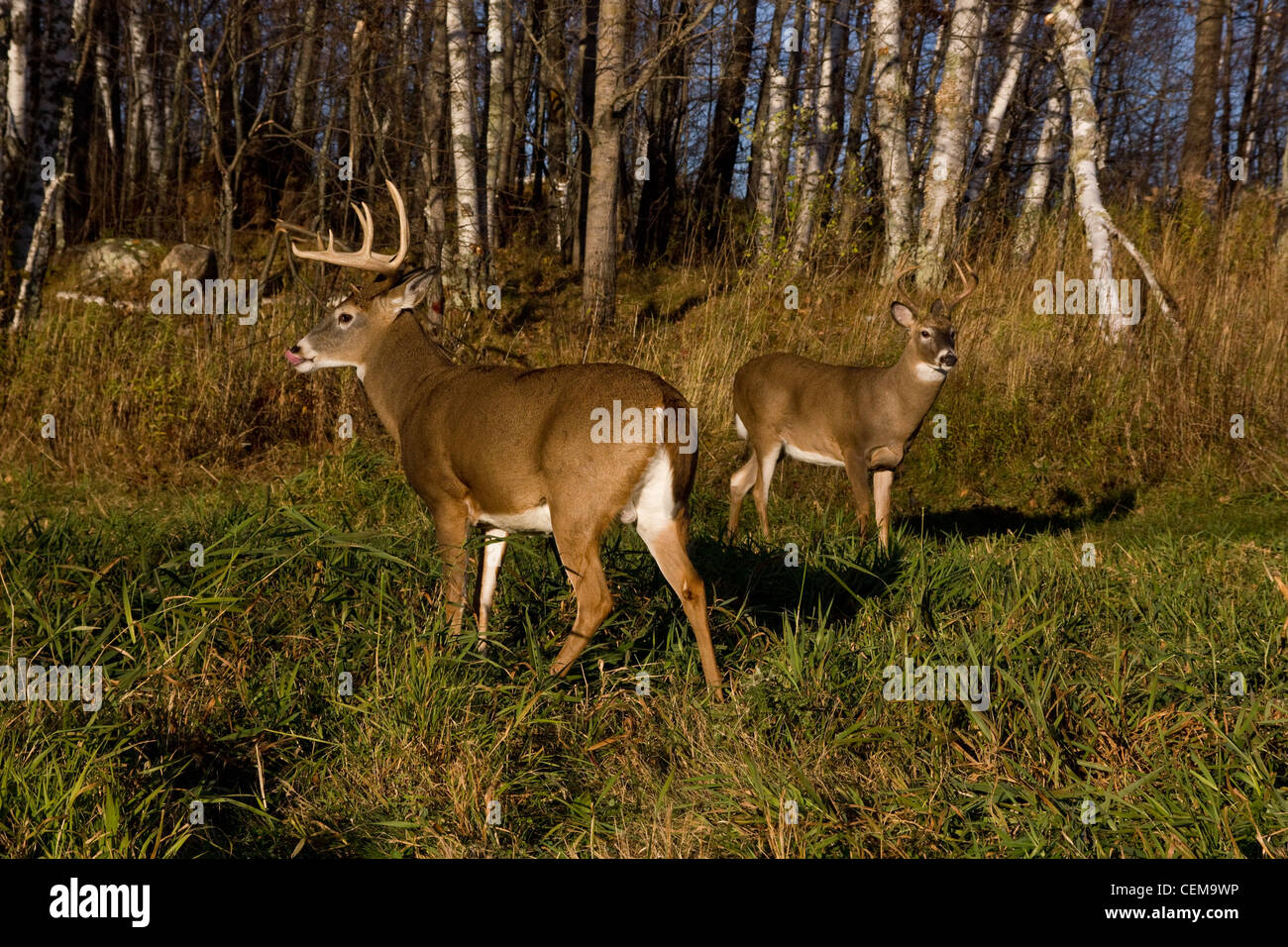 White-tailed Dollar im Herbst Stockfoto