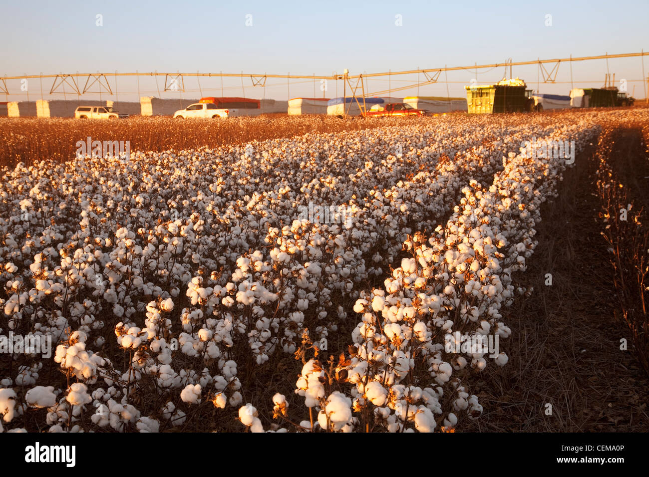 Reihen von Reifen entblätterte hochverzinsliche Stripperin Baumwolle bei der Ernte zu inszenieren, mit Baumwolle Module im Hintergrund / West Texas, USA. Stockfoto