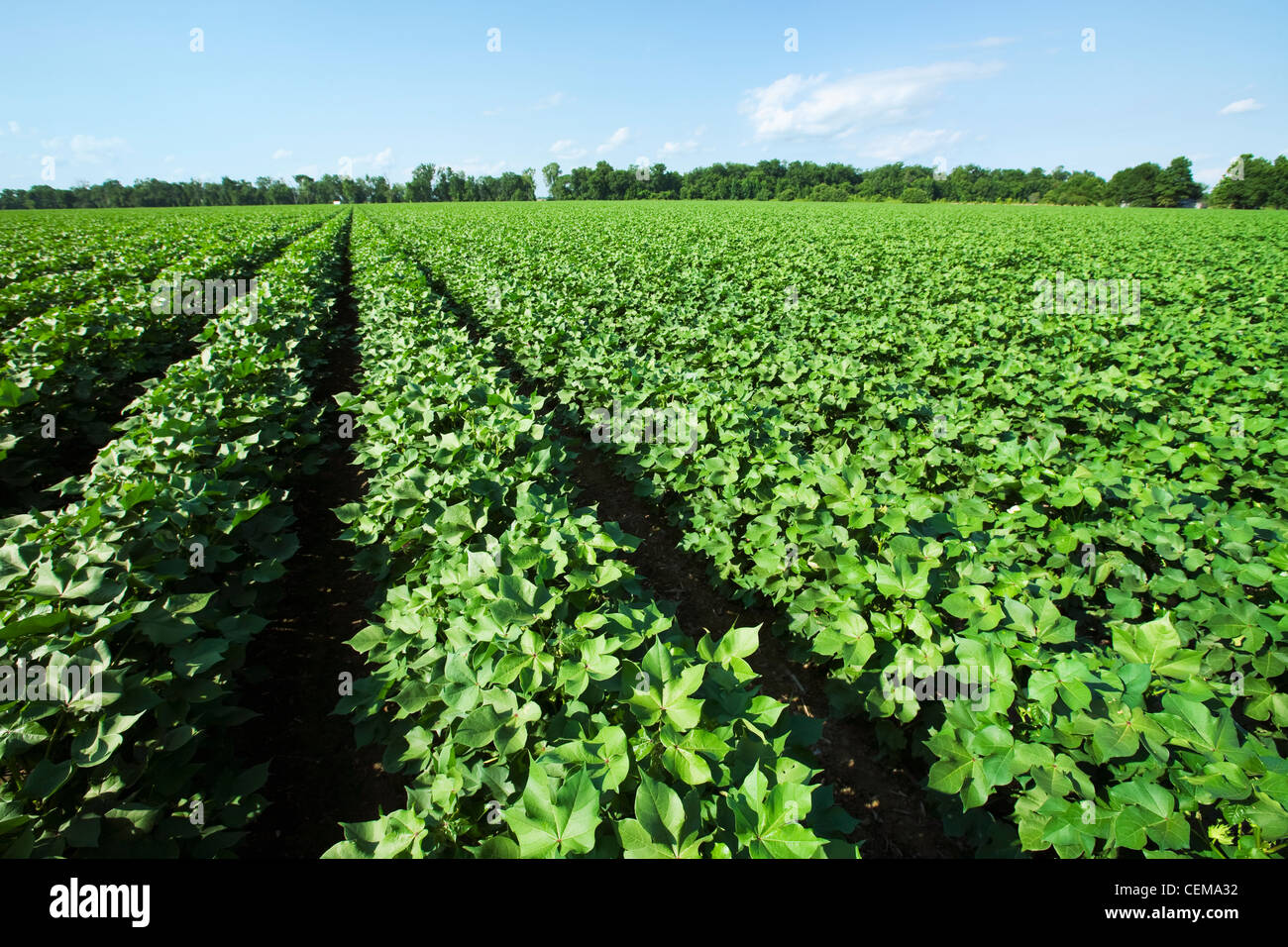 Landwirtschaft - große Mitte Wachstum Baumwollfeld in der fortgeschrittenen Boll eingestellte Stufe / in der Nähe von England, Arkansas, USA. Stockfoto