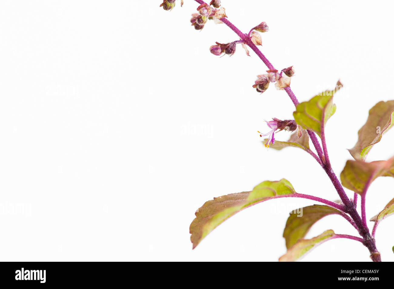 Ocimum Tenuiflorum. Heiliges Basilikum, Tulsi-Pflanze und Blumen auf weißem Hintergrund Stockfoto