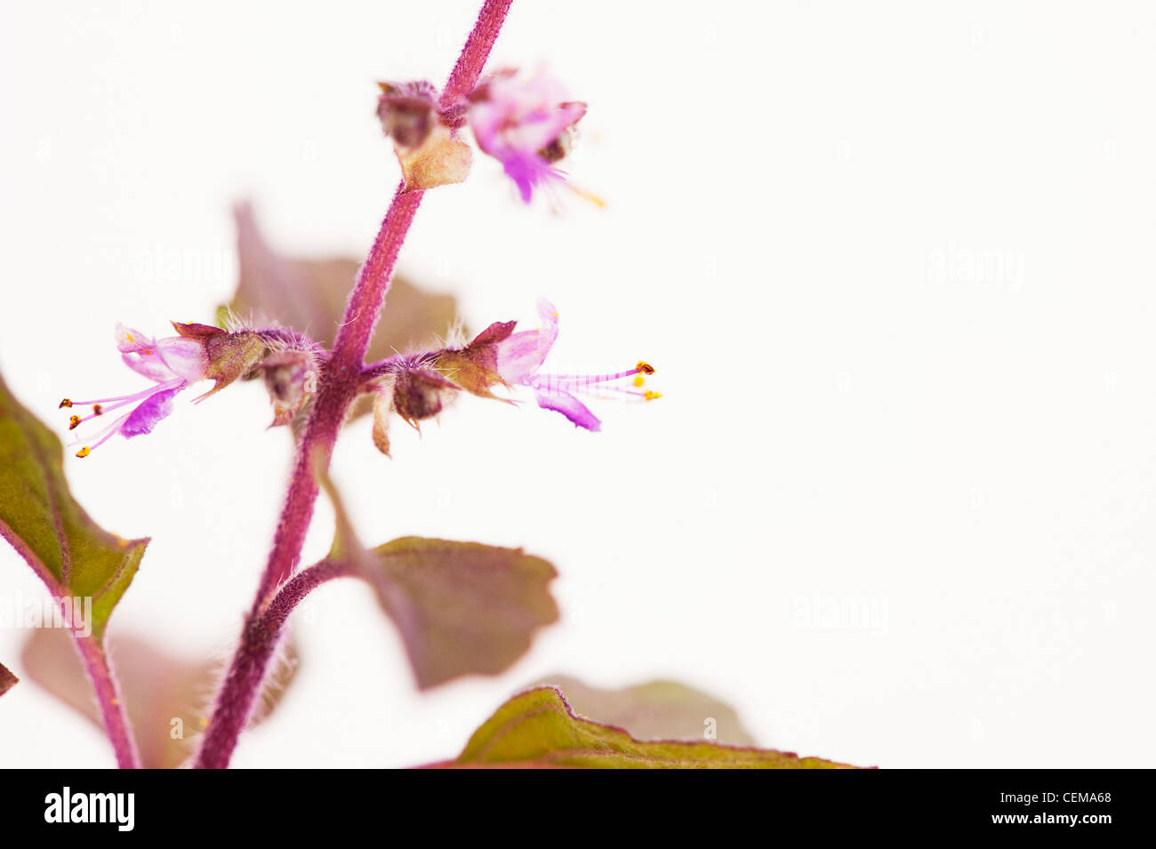 Ocimum Tenuiflorum. Heiliges Basilikum, Tulsi-Pflanze und Blumen auf weißem Hintergrund Stockfoto