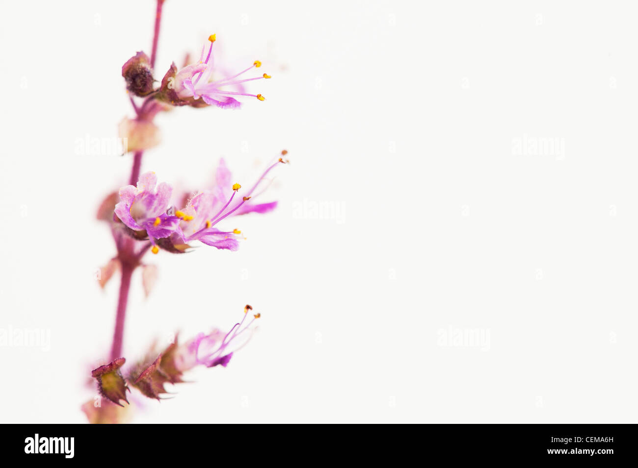 Ocimum Tenuiflorum. Heiliges Basilikum, Tulsi-Pflanze und Blumen auf weißem Hintergrund Stockfoto Ocimum Tenuiflorum. Heiliges Basilikum, Tulsi-Pflanze und Blumen auf weißem Hintergrund Stockfoto