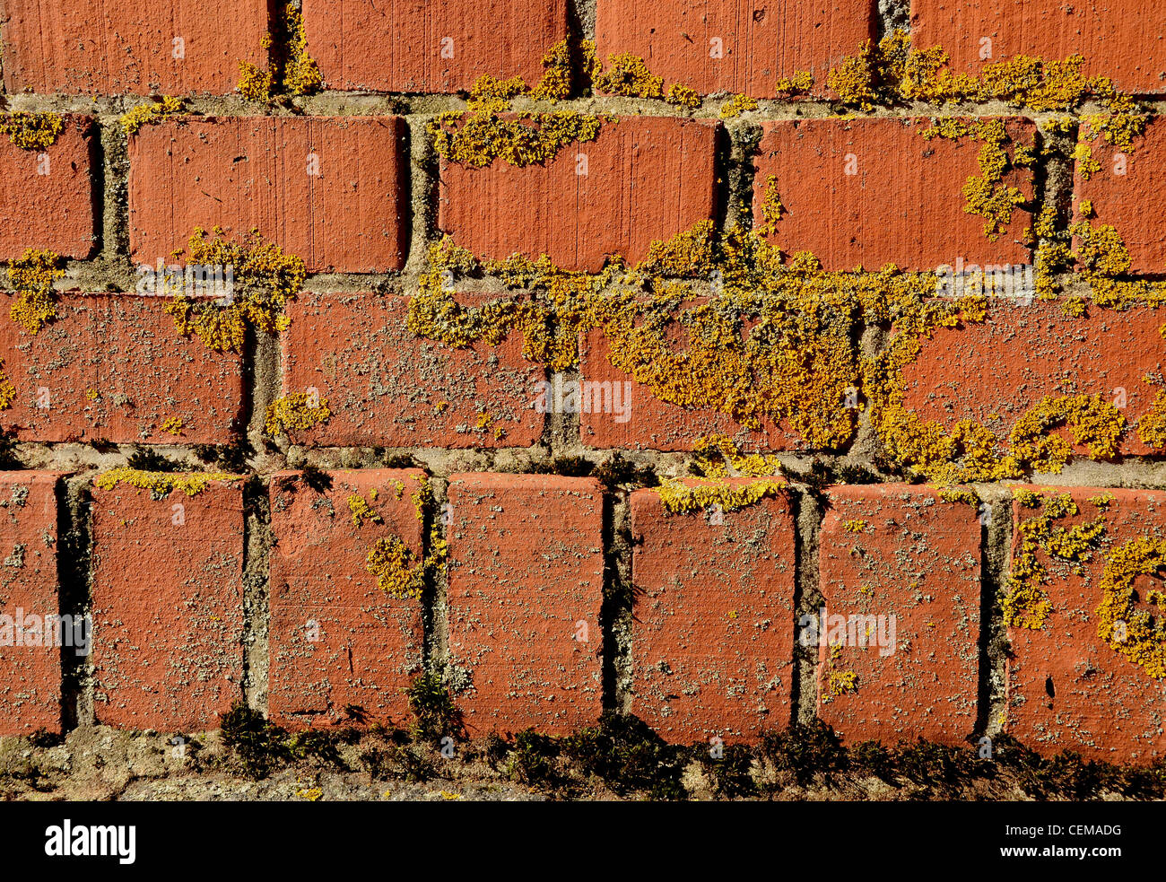 Moosig aus rotem Backstein Mauer antike Architektur Hintergrunddetails. Stockfoto