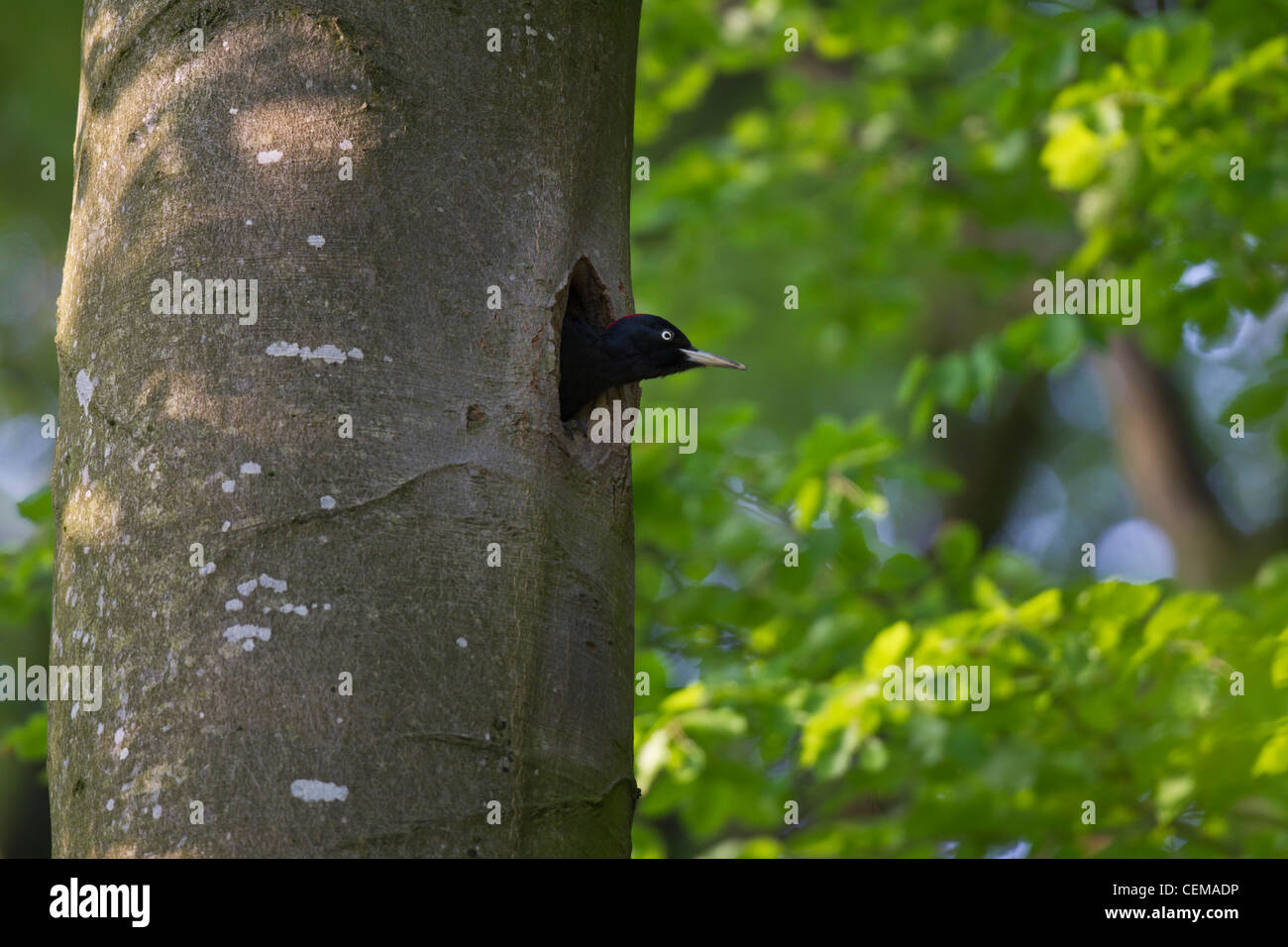 Schwarzspecht, Dryocopus martius, Schwarzspecht Stockfoto