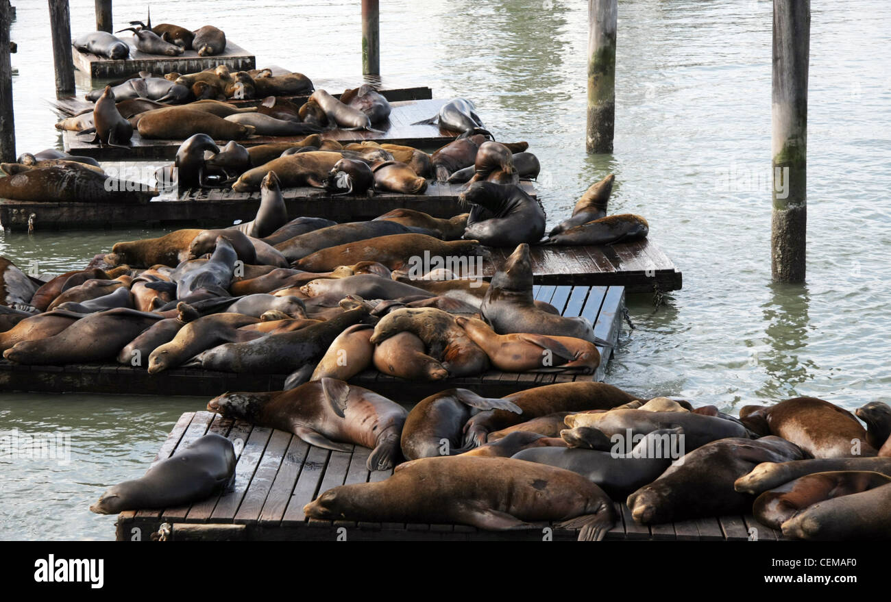 Seelöwen am Pier 39, San Francisco Aalen Stockfoto