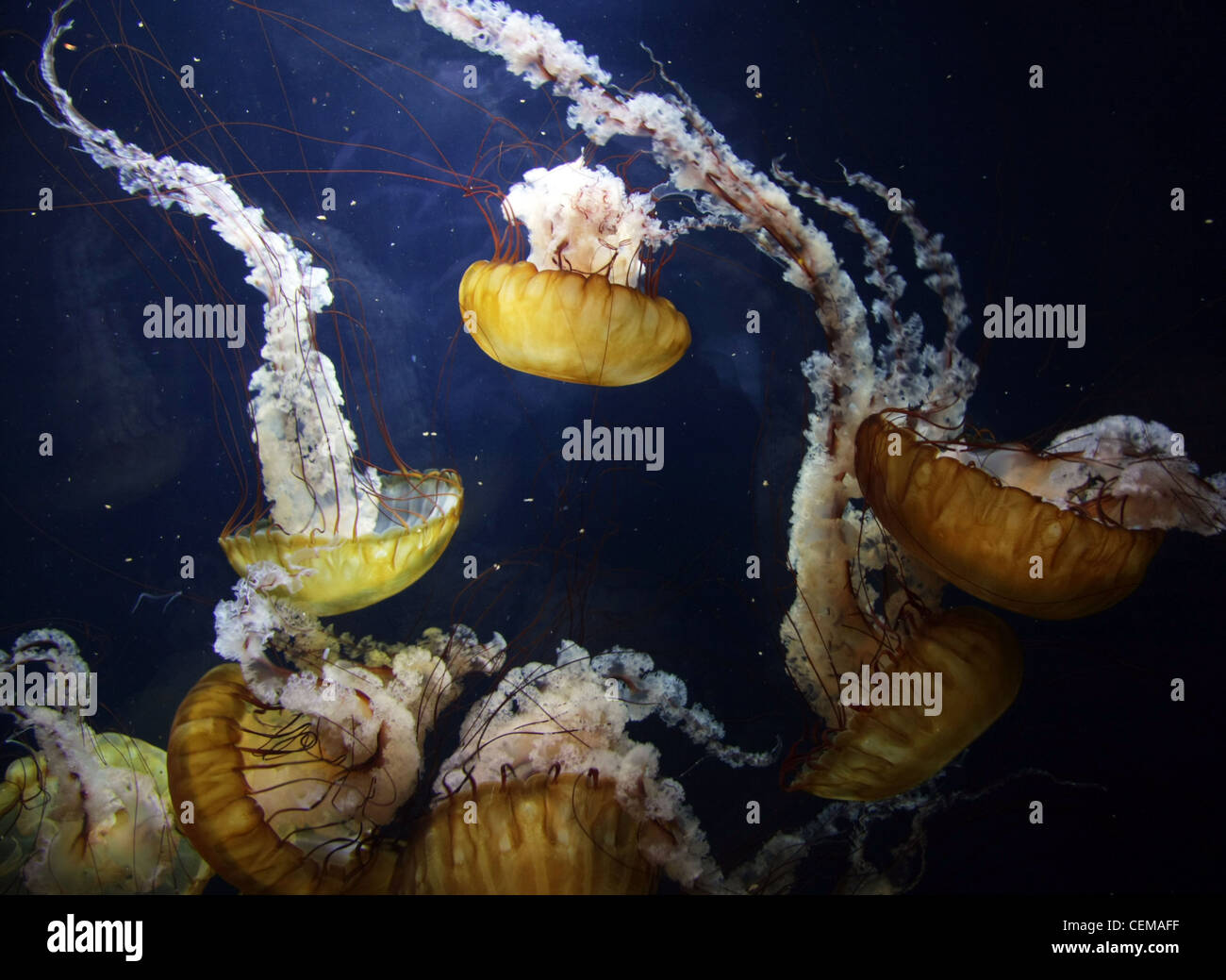 Quallen in einem aquarium Stockfoto