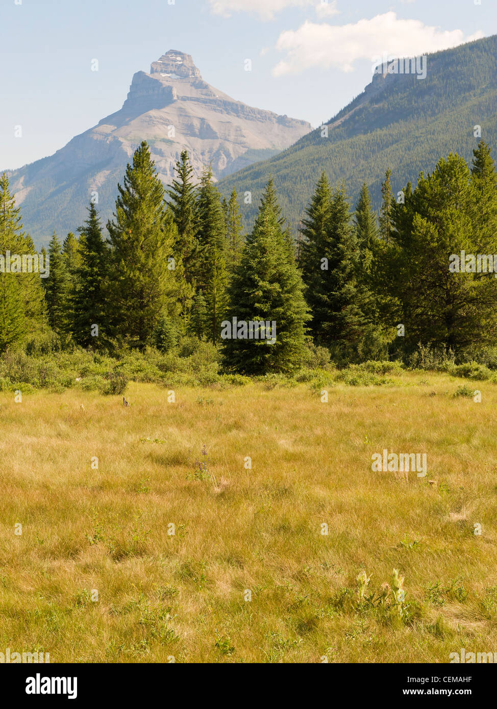 Elch-Wiesen und Pilot Mountain in der Nähe von Bow Valley Parkway, Highway 1A, Alberta, Kanada. Stockfoto