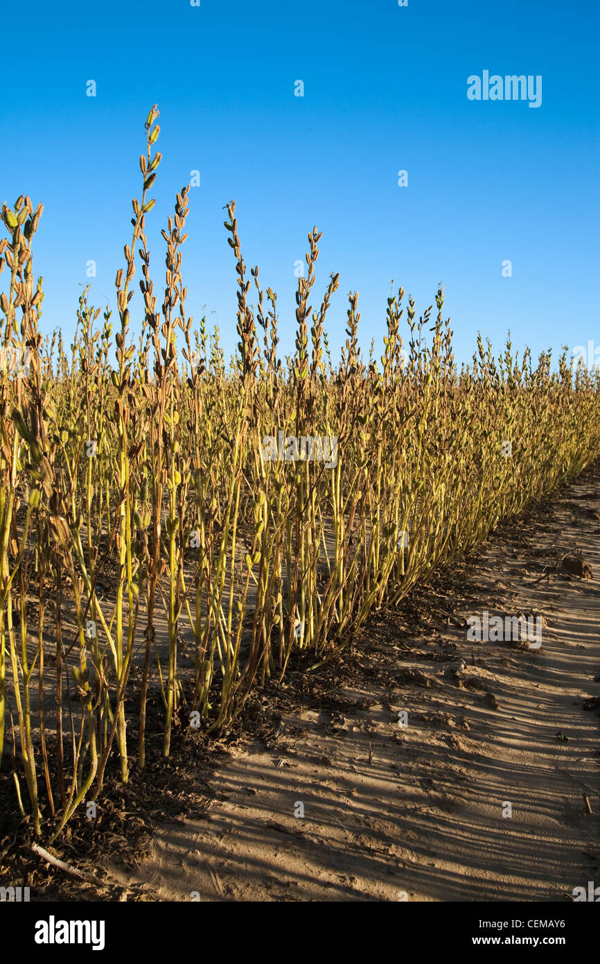 Landwirtschaft - niedrigen Winkel Blick nach unten zwischen den Reihen der reifenden Sesam Pflanzen kurz vor dem Zeitpunkt der Ernte / West Texas, USA. Stockfoto