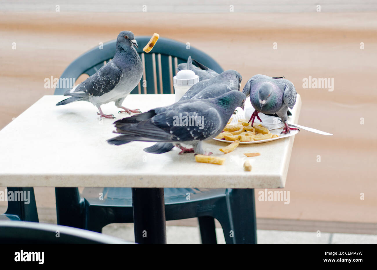 Tauben scavenging übriggebliebene Chips und andere Lebensmittel aus einer Tabelle außerhalb ein Cafe in Großbritannien. Stockfoto