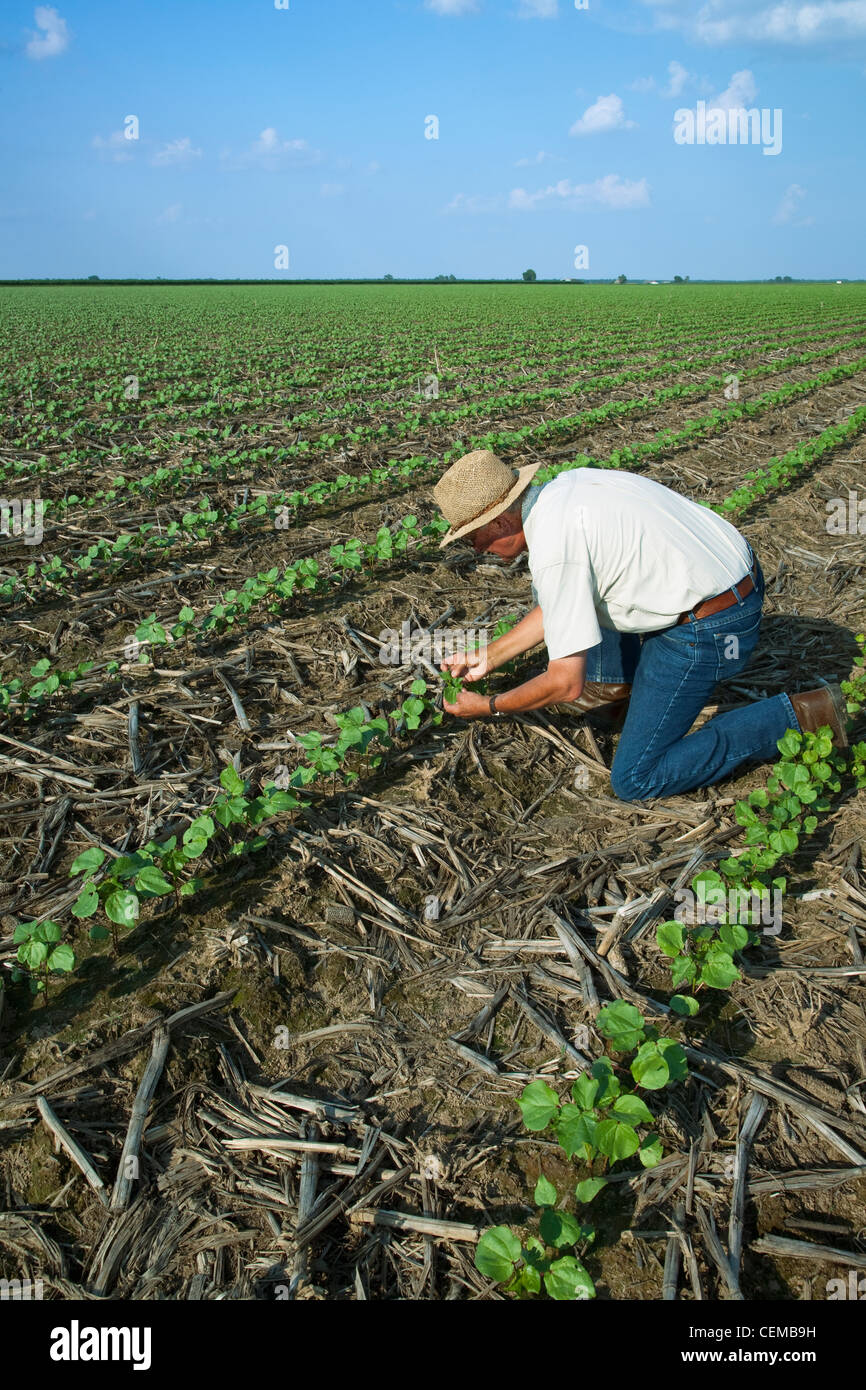 Ein Ernte-Berater prüft eine frühe Wachstum Direktsaat Baumwollernte wahre Blatt-Stadium 3-4 für Vorsaison Insekten / Arkansas. Stockfoto