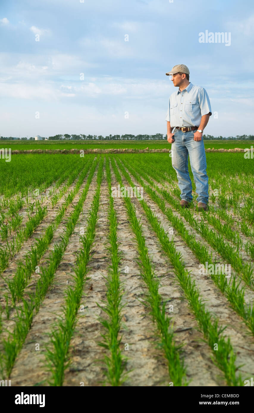 Landwirtschaft - Ernte Berater steht in einem Feld, die den Fortschritt von einem frühen Wachstum Reisernte Inspektion / Arkansas, USA. Stockfoto