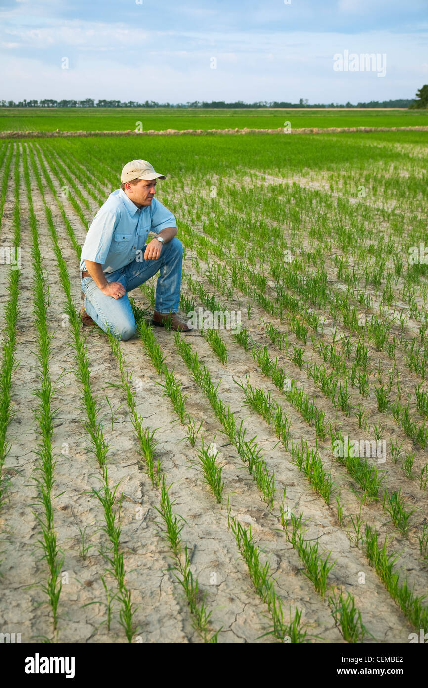 Landwirtschaft - Beraterin Ernte in einem Feld überprüfen den Fortschritt von einem frühen Wachstum Reisernte kniete / Arkansas, USA. Stockfoto