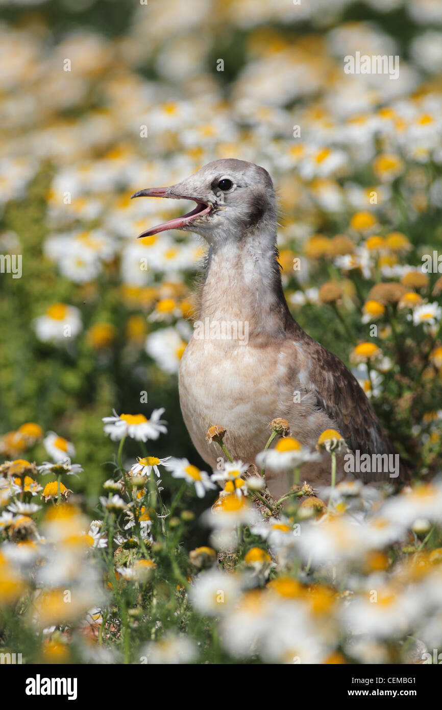 Juvenile schwarz headed Gull (Lat.: Larus Ridibundus) Stockfoto
